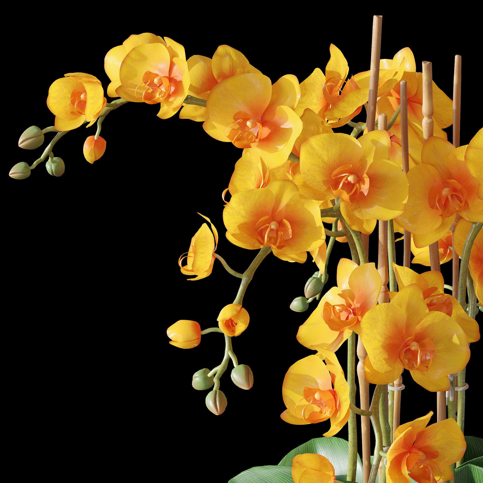 Orchid set 3 orchids 3D model_1