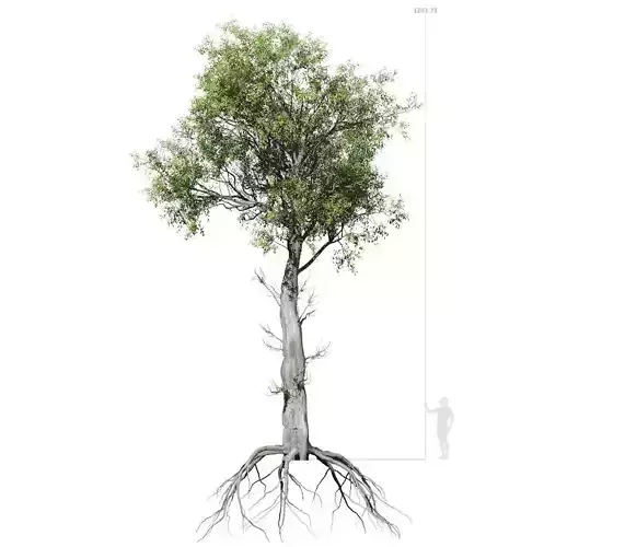 Broadleaf Tree 005 3D model