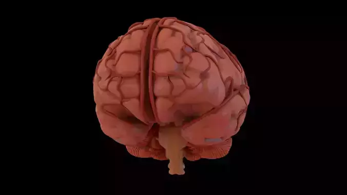 Human Brain 3D model 3D model