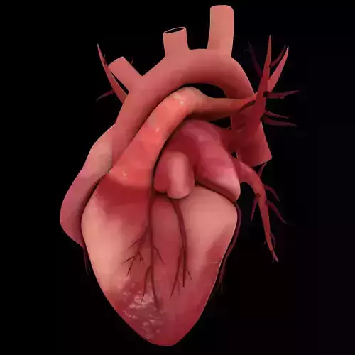 HUMAN HEARTS 3D MODEL Low-poly 3D model