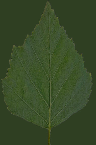 PINOS water surface with ripples 3D model_8