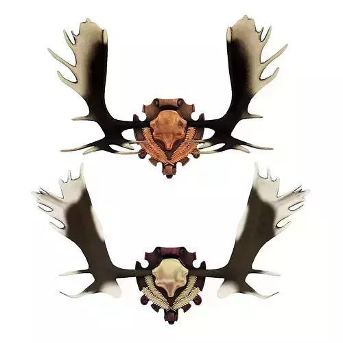 Elk antlers 3D model