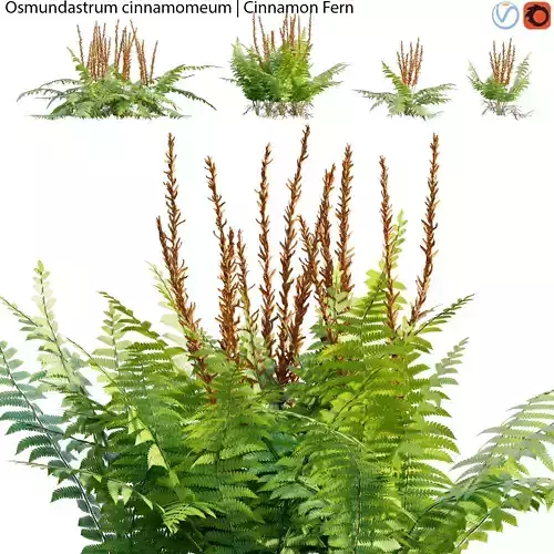 Osmundastrum cinnamomeum - Cinnamon Fern - 01