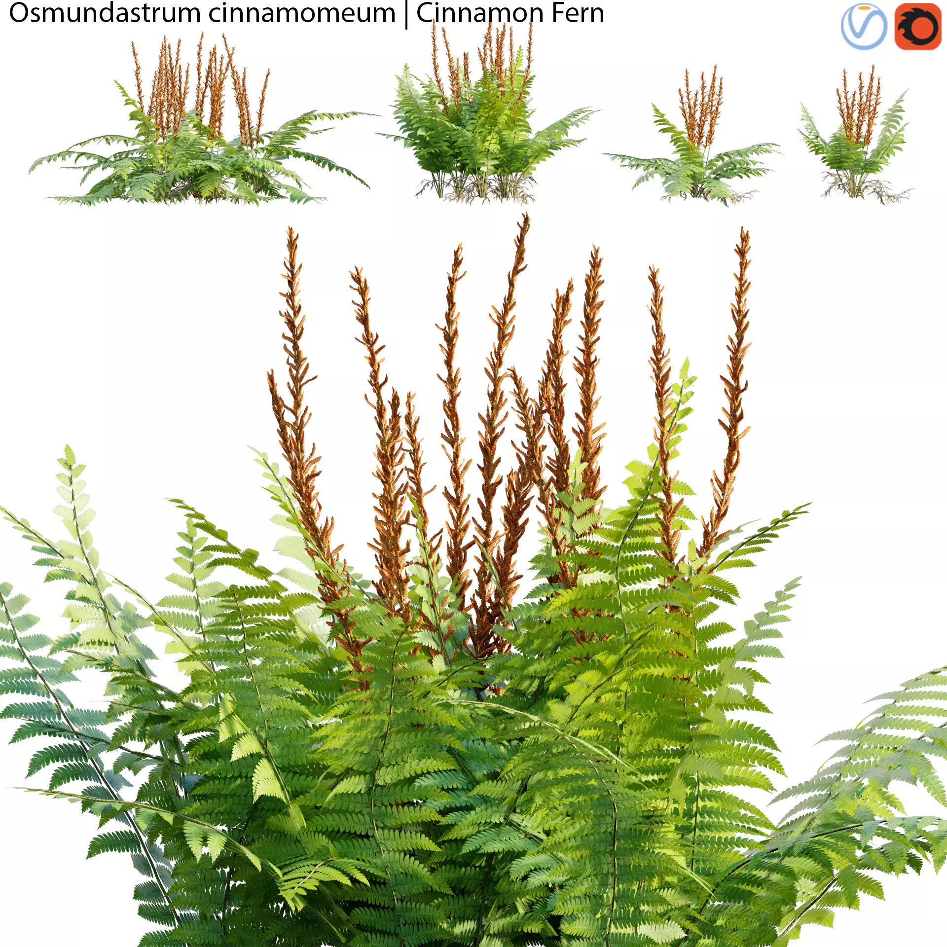 Osmundastrum cinnamomeum - Cinnamon Fern - 01 3D model_0