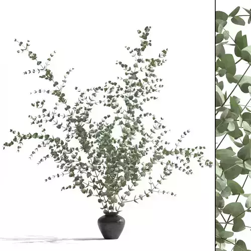 Eucalyptus Gunnii in vase