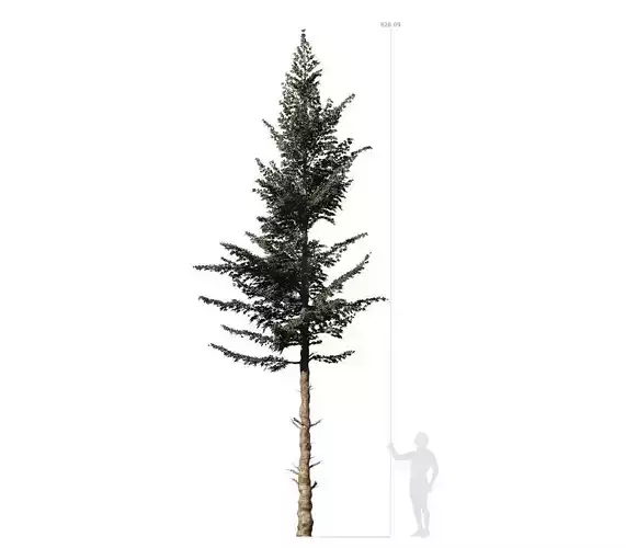 Conifer Tree 001 3D model
