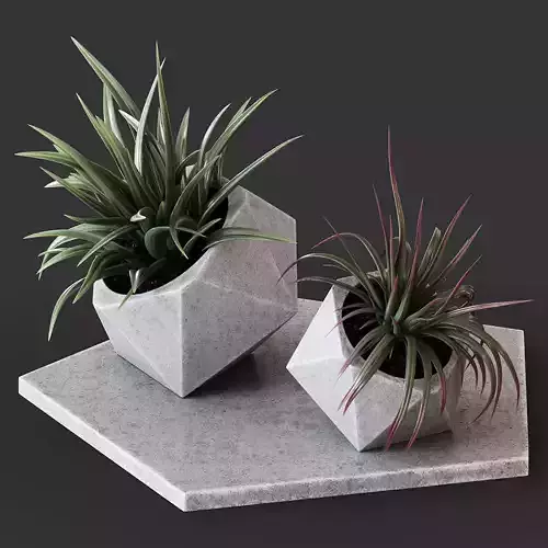 Decor set 8 three air plants