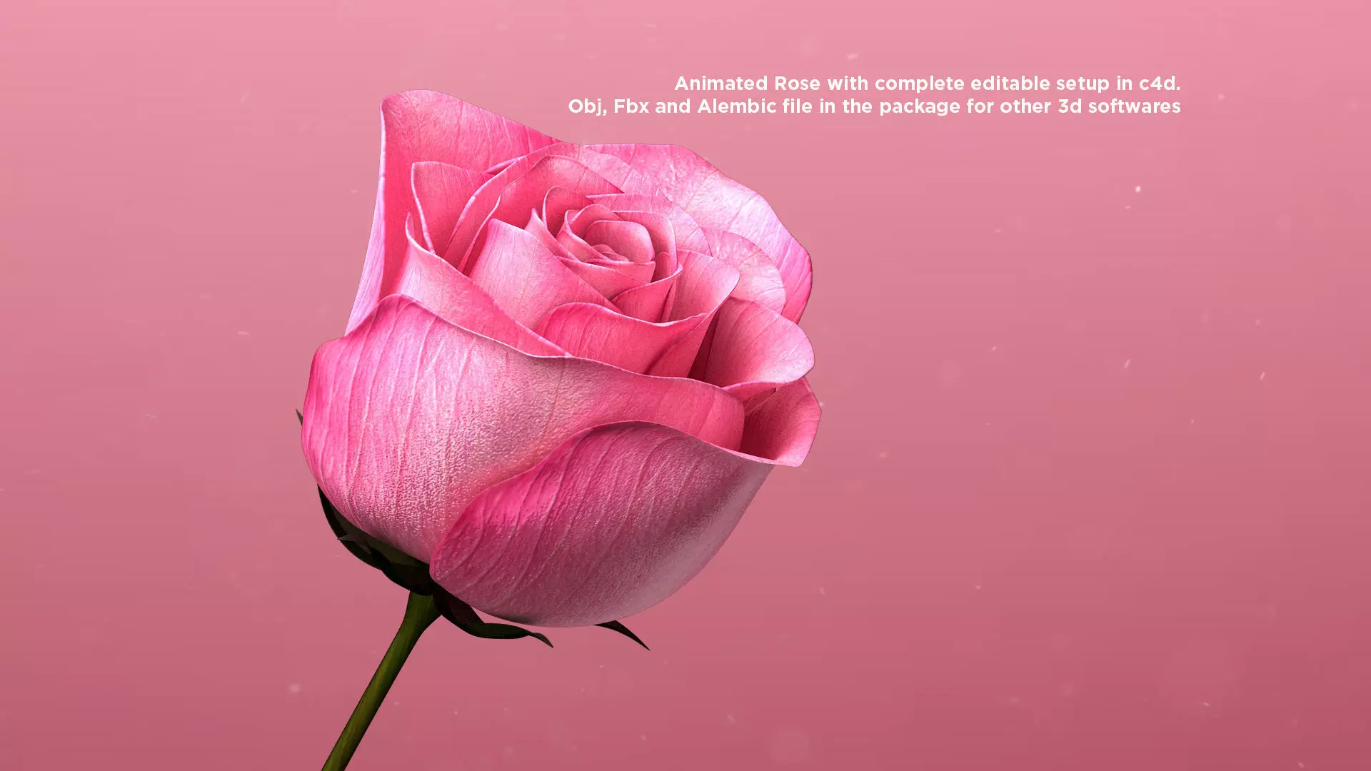 3d Rose Animated 3D model_0
