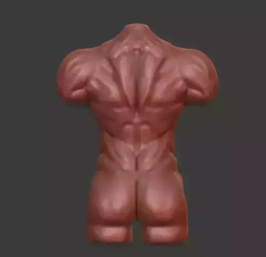 Male Torso Sculpt