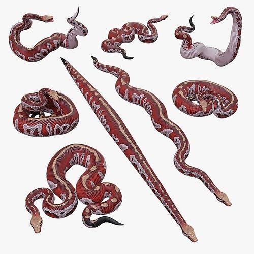 Blood Python - 3D Mesh Low-poly 3D model