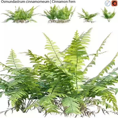 Osmundastrum cinnamomeum - Cinnamon Fern - 02