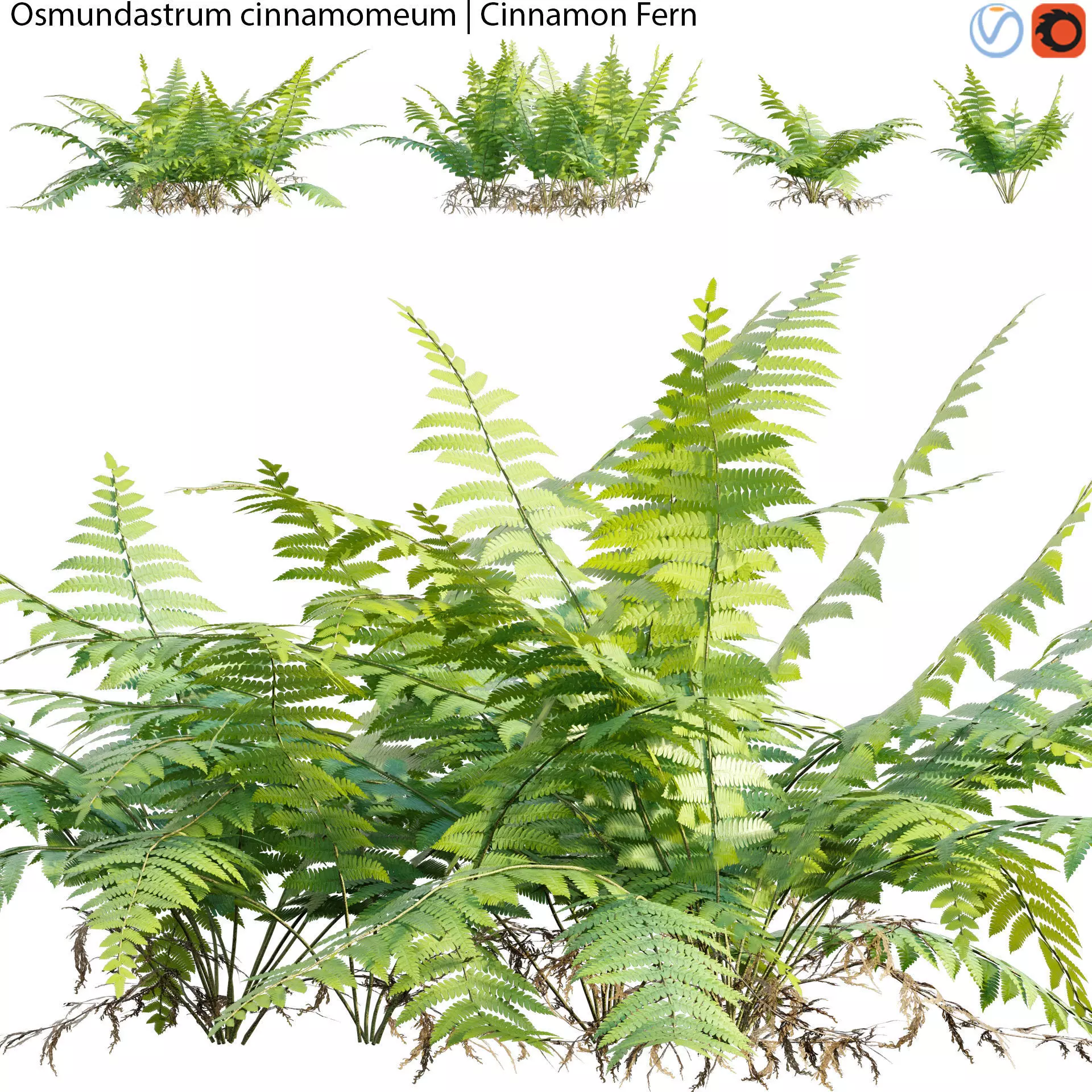Osmundastrum cinnamomeum - Cinnamon Fern - 02 3D model_0