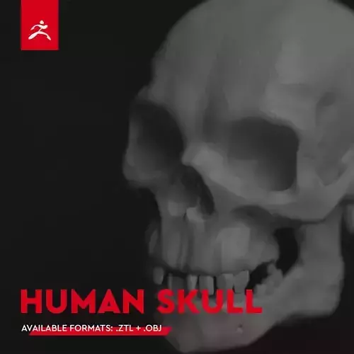 HUMAN SKULL by Mike Kobzar