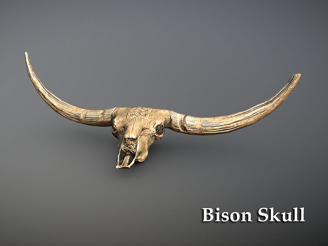 Bison Skull Low-poly 3D model