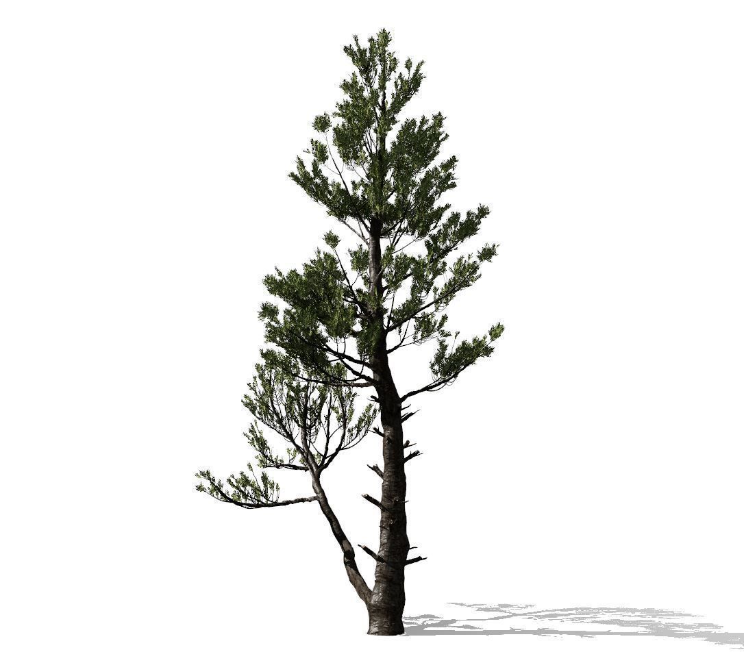 Conifer Tree 002 3D model_4