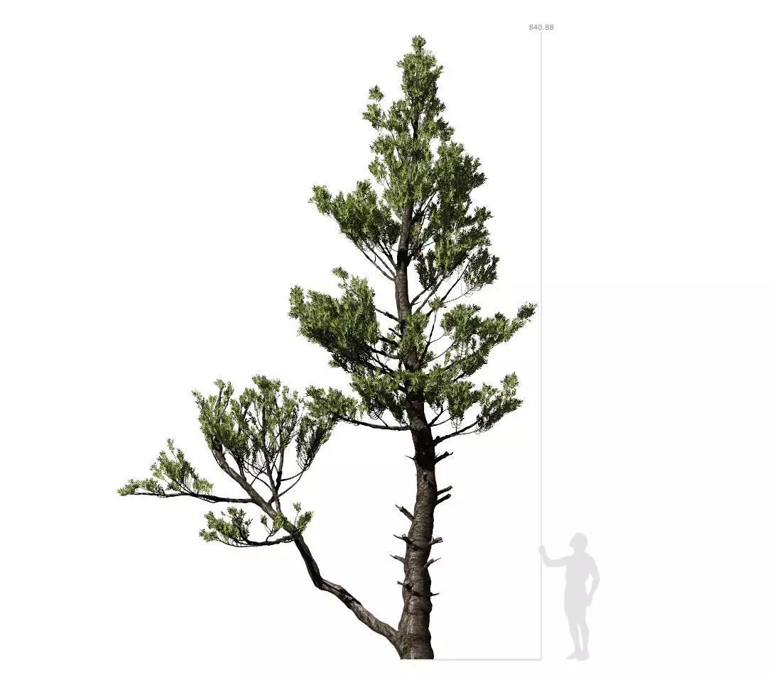 Conifer Tree 002 3D model_0