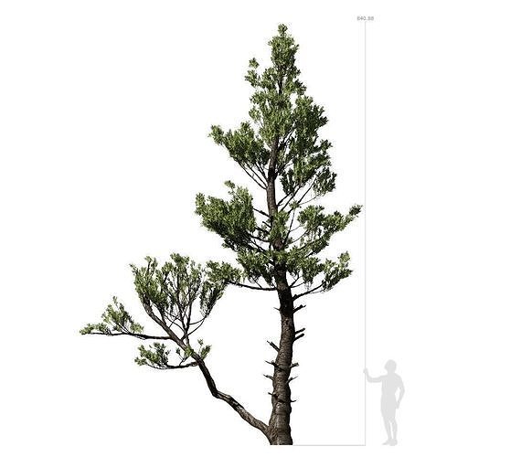 Conifer Tree 002 3D model