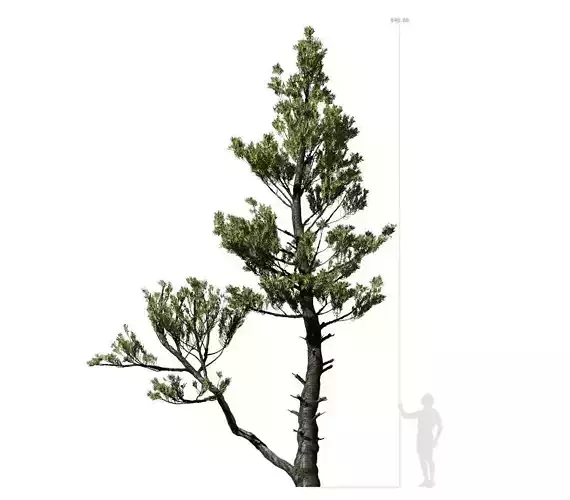 Conifer Tree 002 3D model