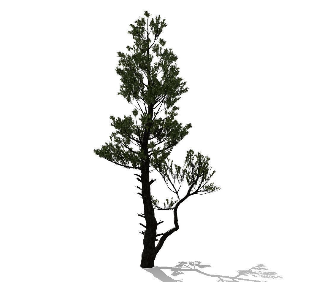 Conifer Tree 002 3D model_5