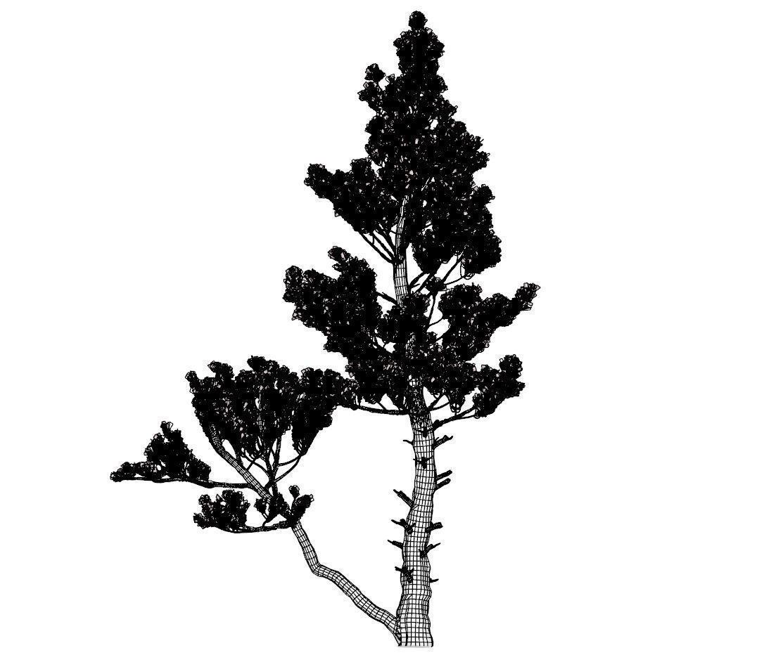 Conifer Tree 002 3D model_8