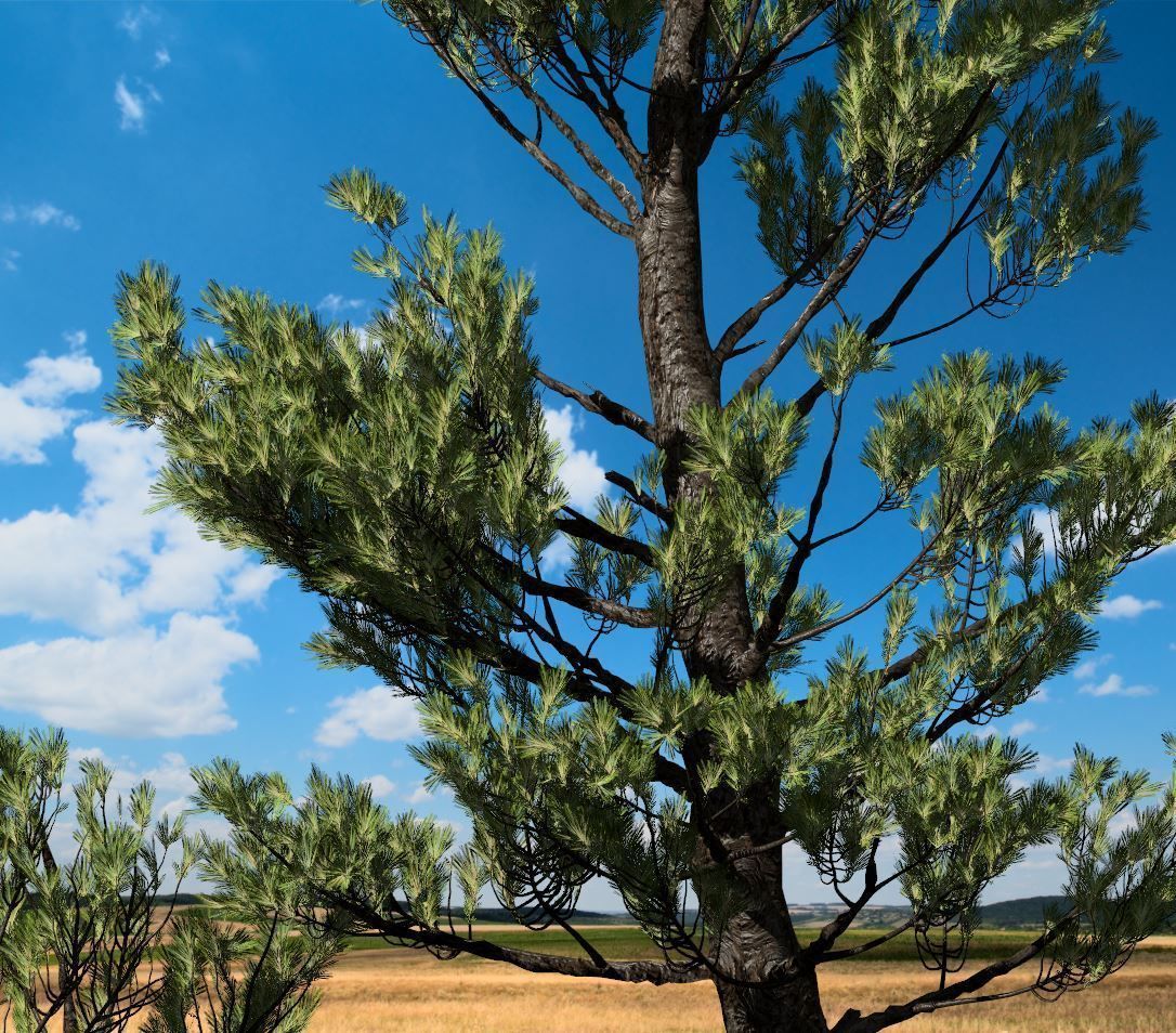 Conifer Tree 002 3D model_2