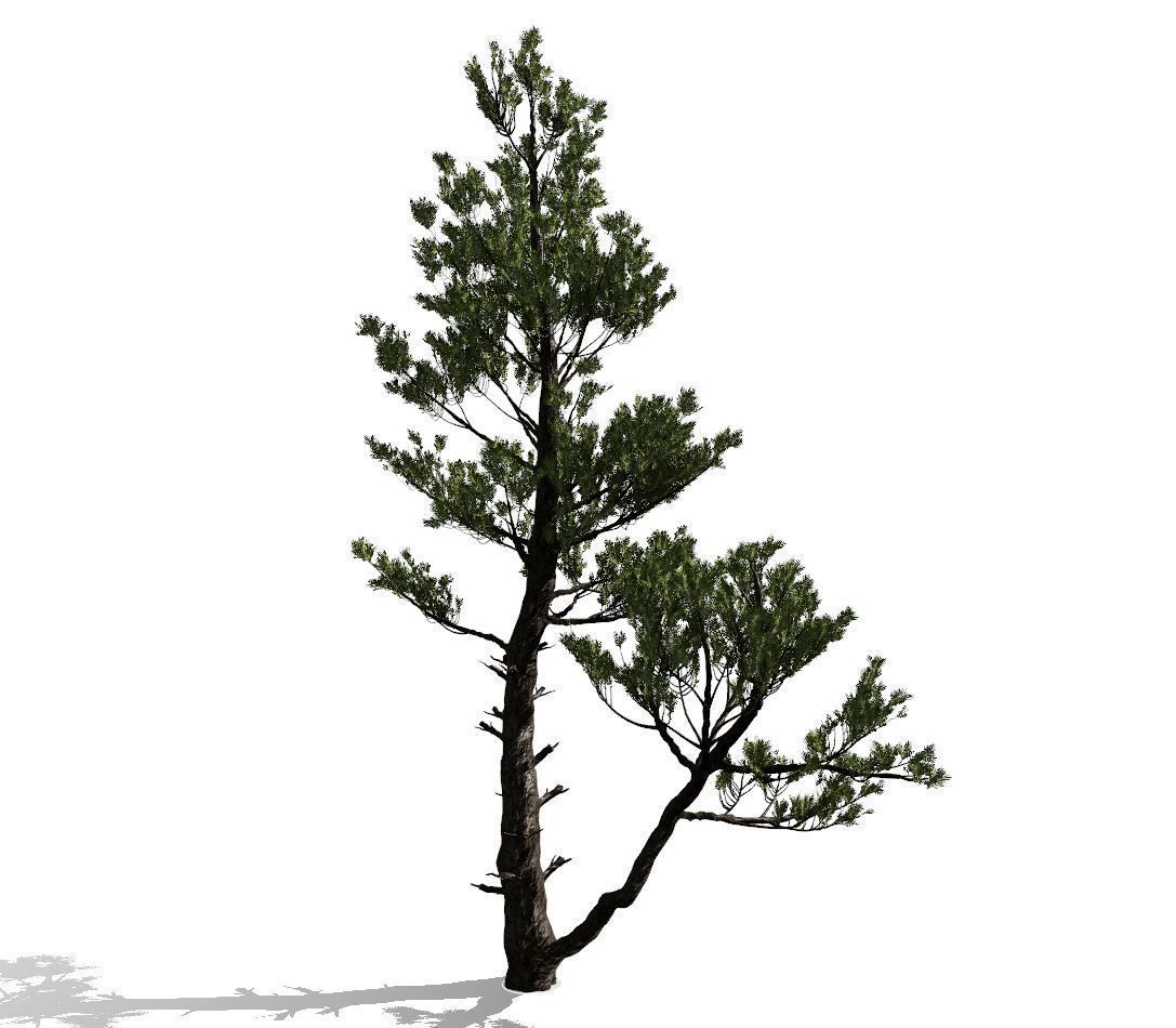 Conifer Tree 002 3D model_6