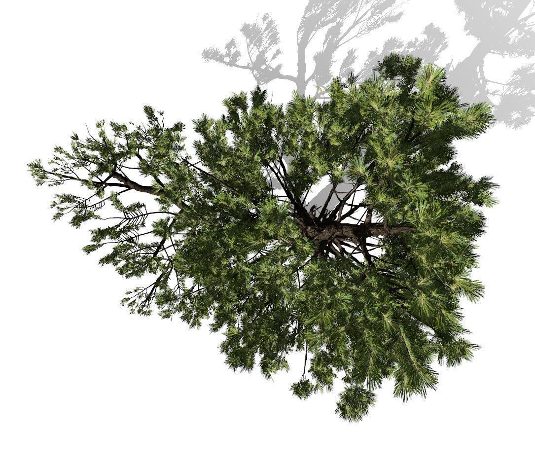 Conifer Tree 002 3D model_7