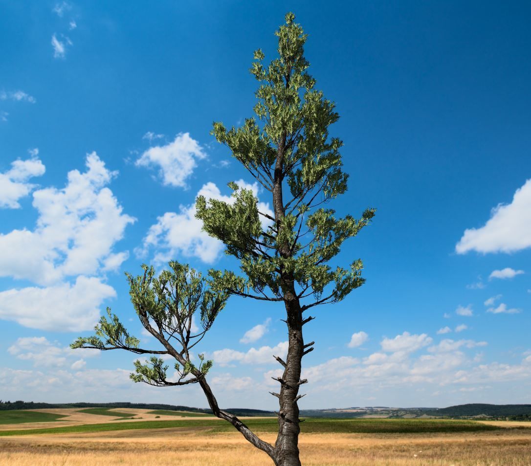Conifer Tree 002 3D model_1