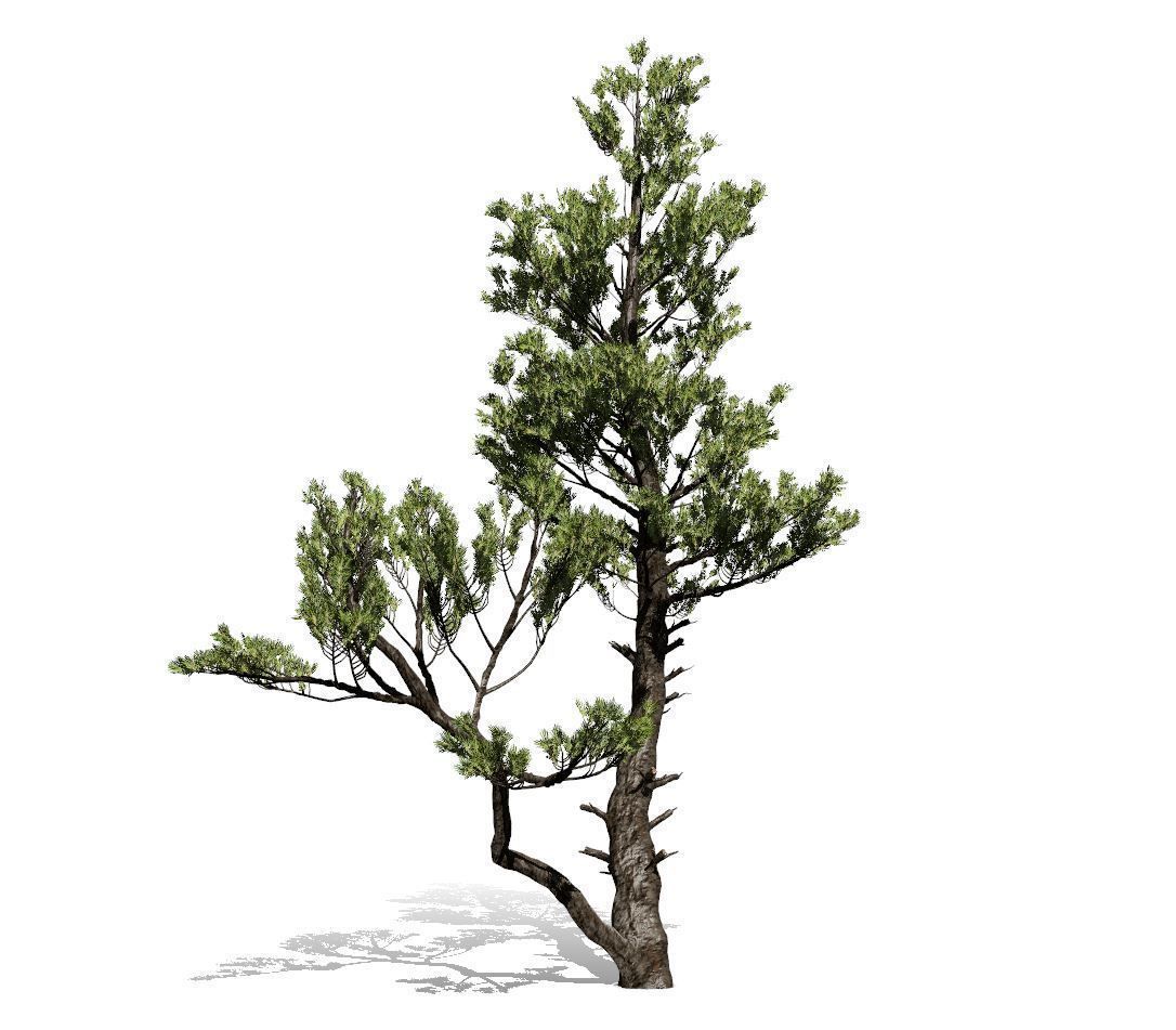 Conifer Tree 002 3D model_3