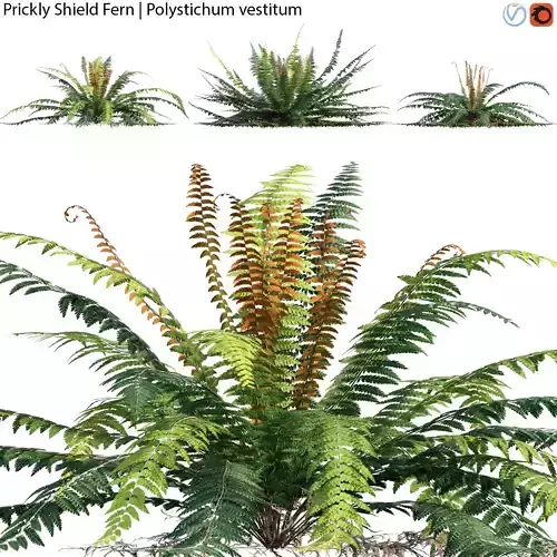 Prickly Shield Fern - Polystichum vestitum - 01