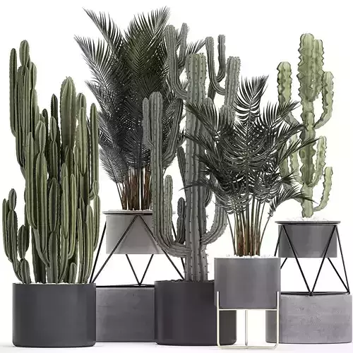 collection of decorative cactus in black flowerpots 746