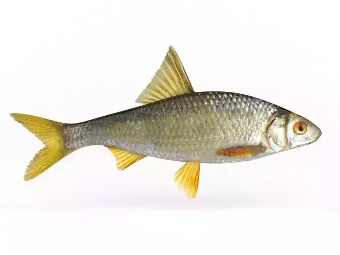 Roach Fish