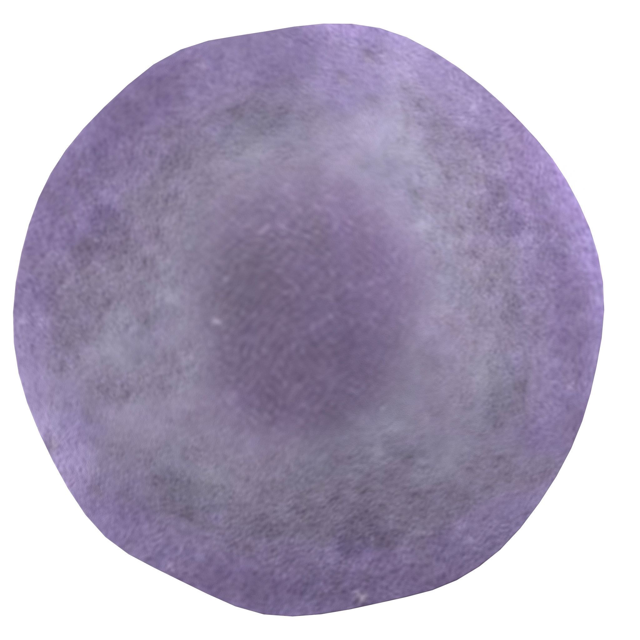 Cortinarius violaceus mid 3D model_1