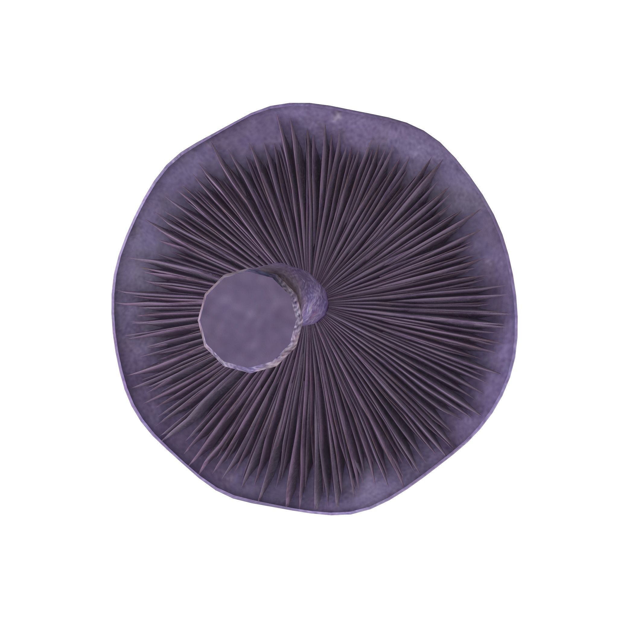 Cortinarius violaceus mid 3D model_9