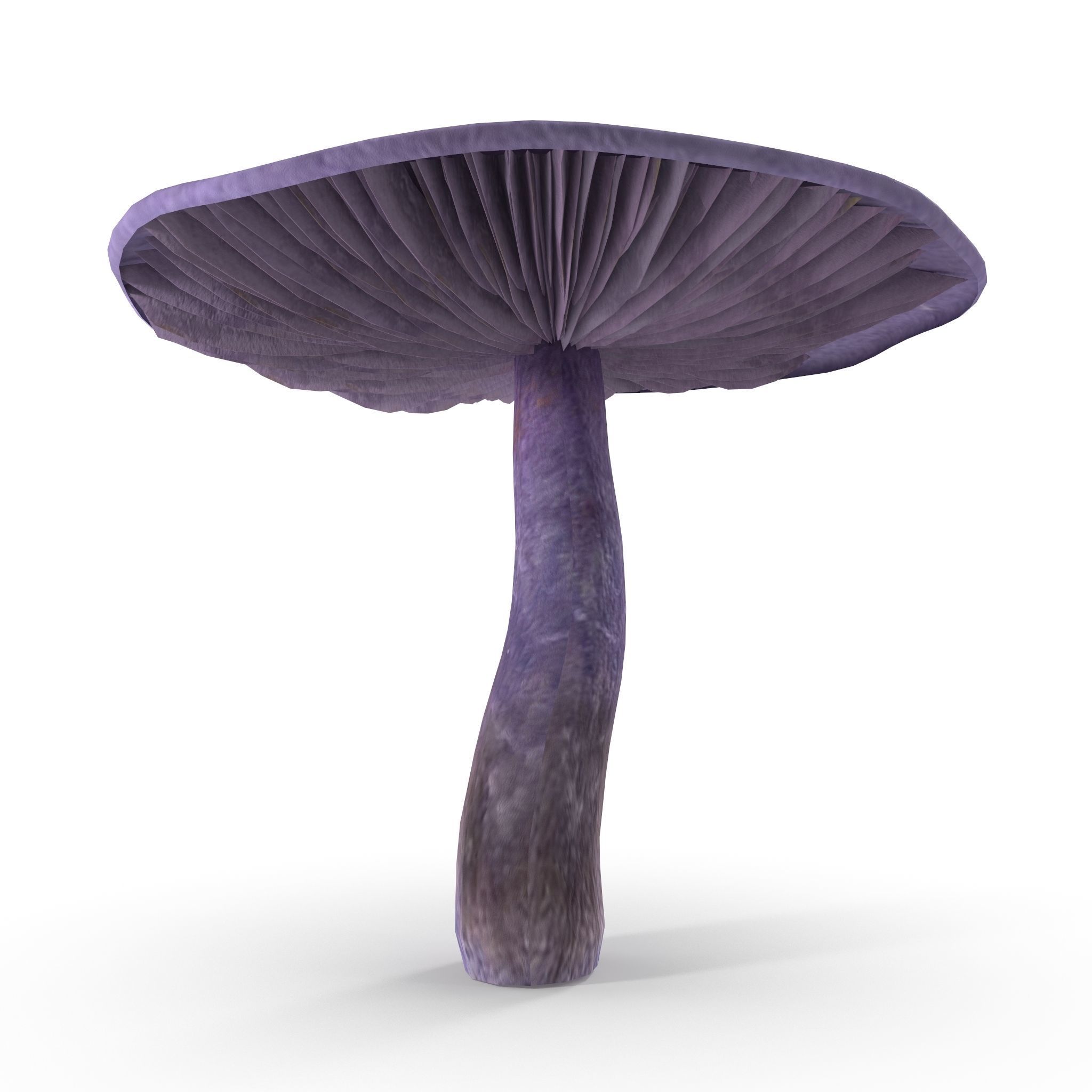 Cortinarius violaceus mid 3D model_10
