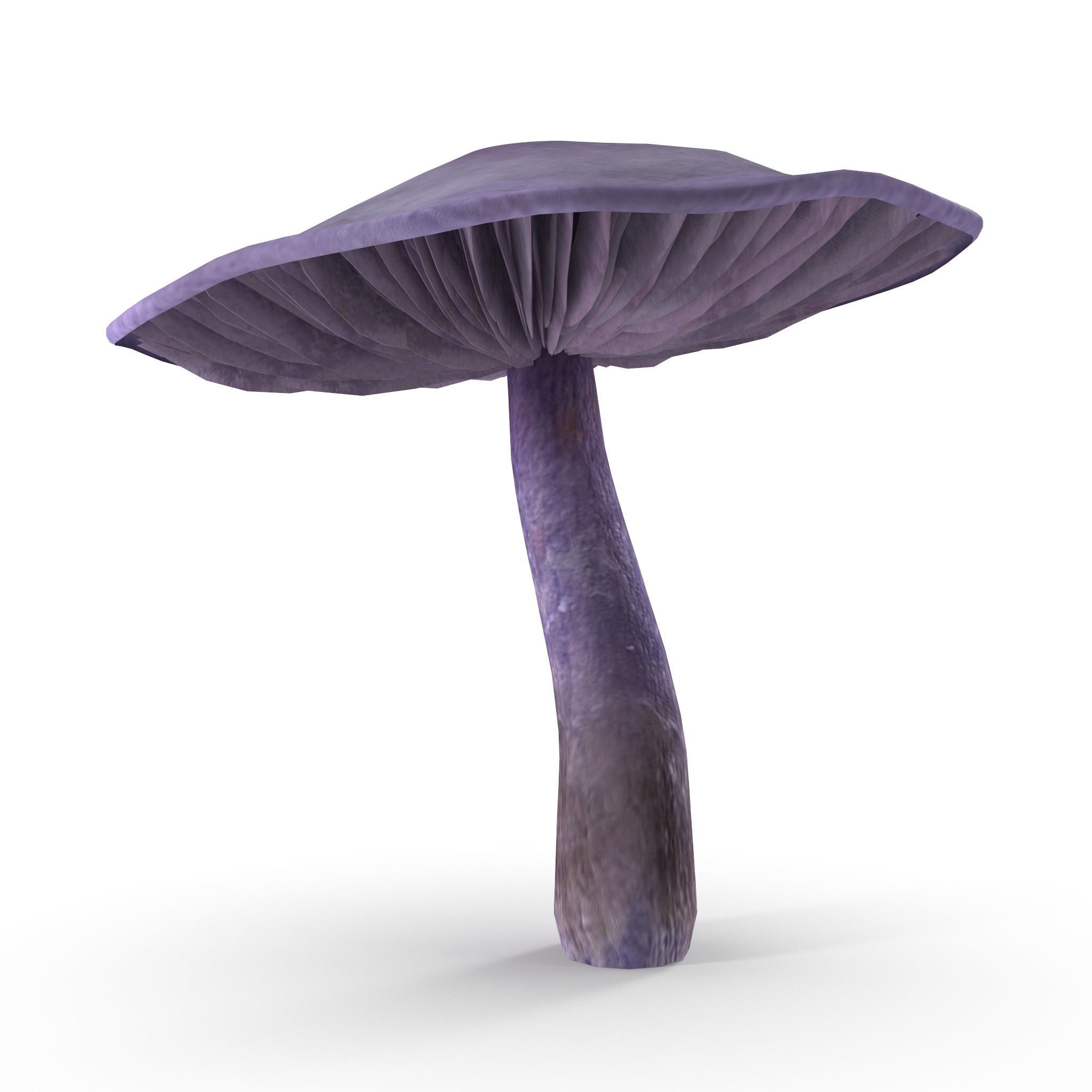 Cortinarius violaceus mid 3D model_4