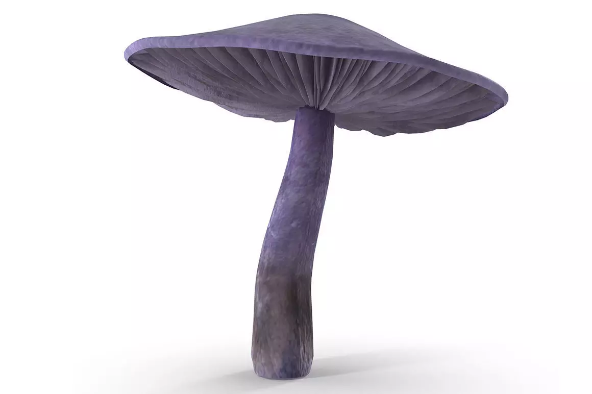 Cortinarius violaceus mid 3D model_0