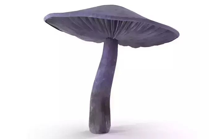 Cortinarius violaceus mid 3D model