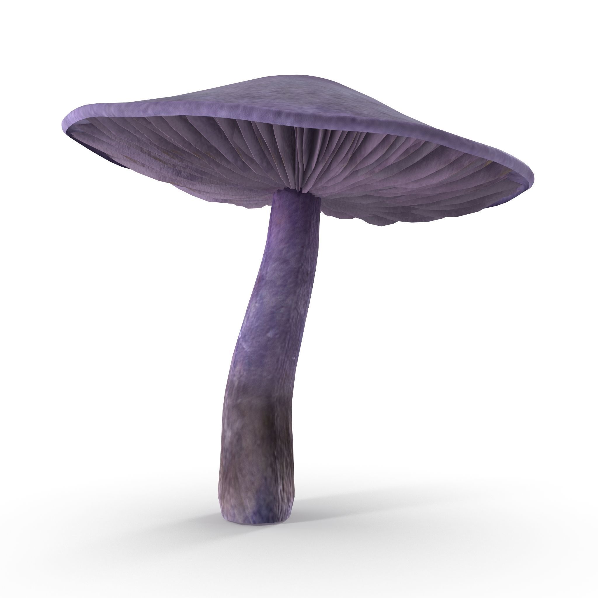 Cortinarius violaceus mid 3D model_8
