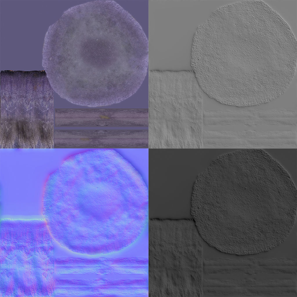 Cortinarius violaceus Old 3D model_5