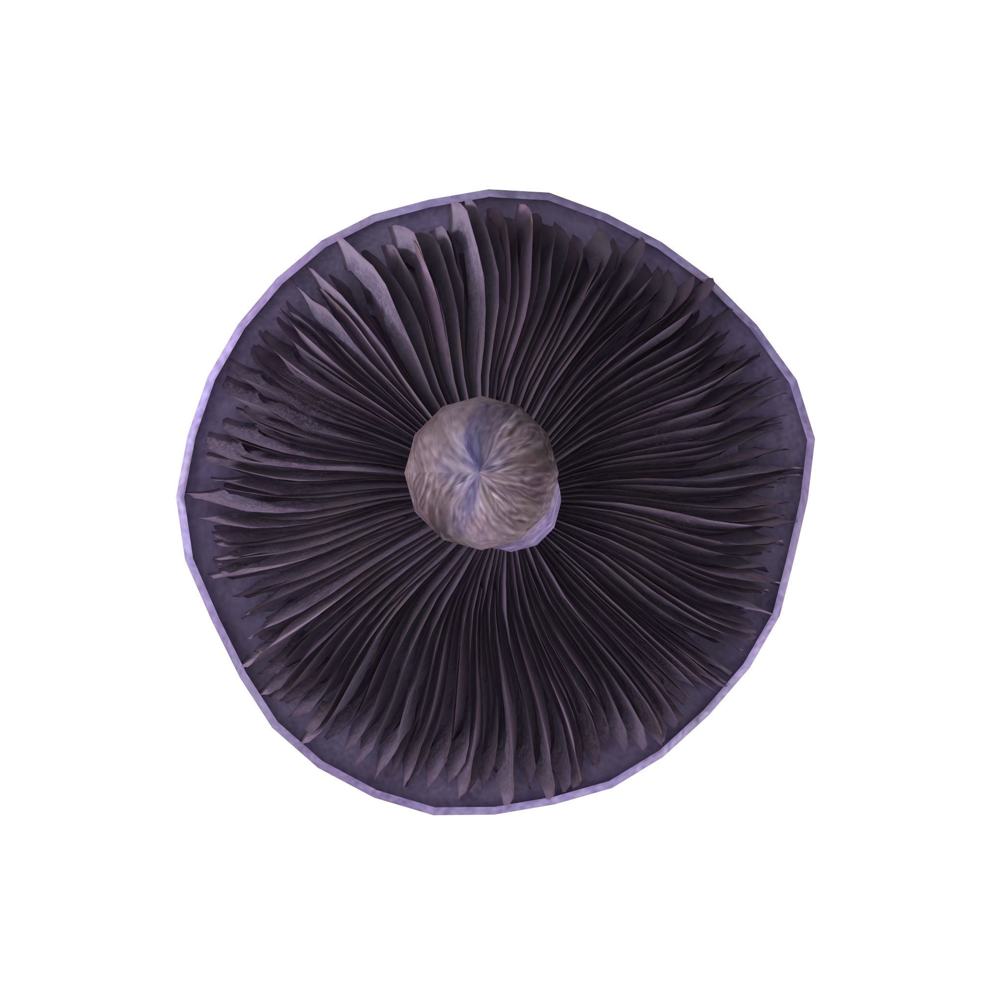 Cortinarius violaceus Old 3D model_3