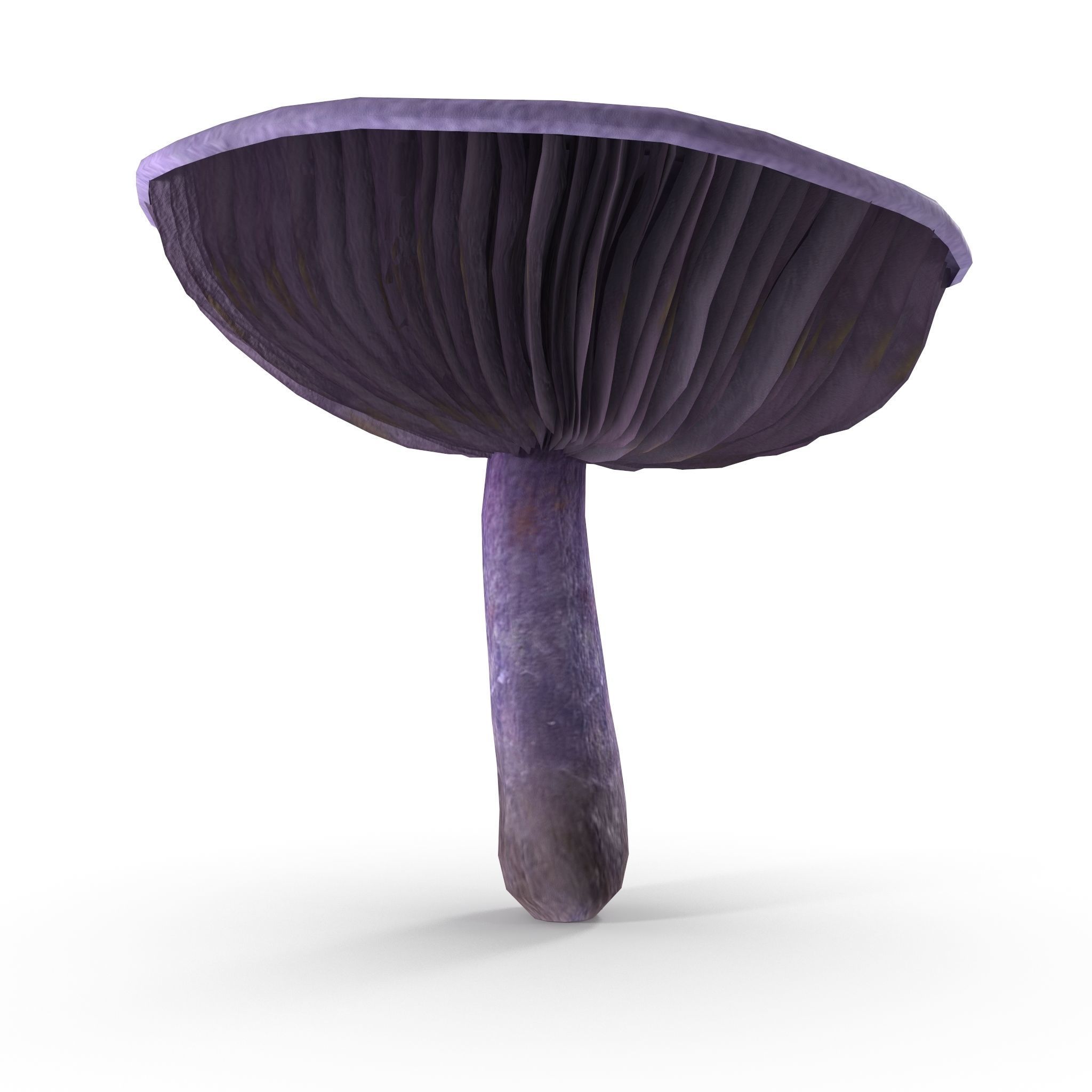 Cortinarius violaceus Old 3D model_4