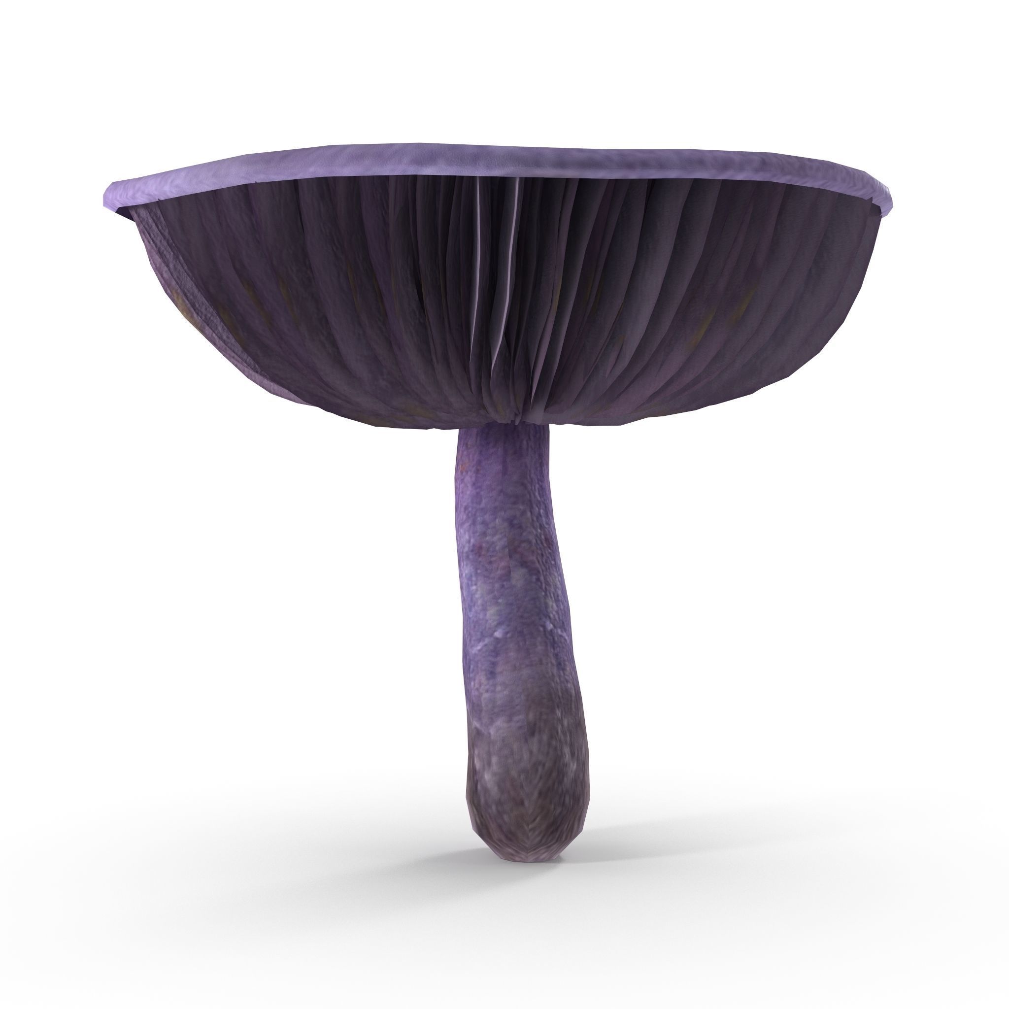 Cortinarius violaceus Old 3D model_1