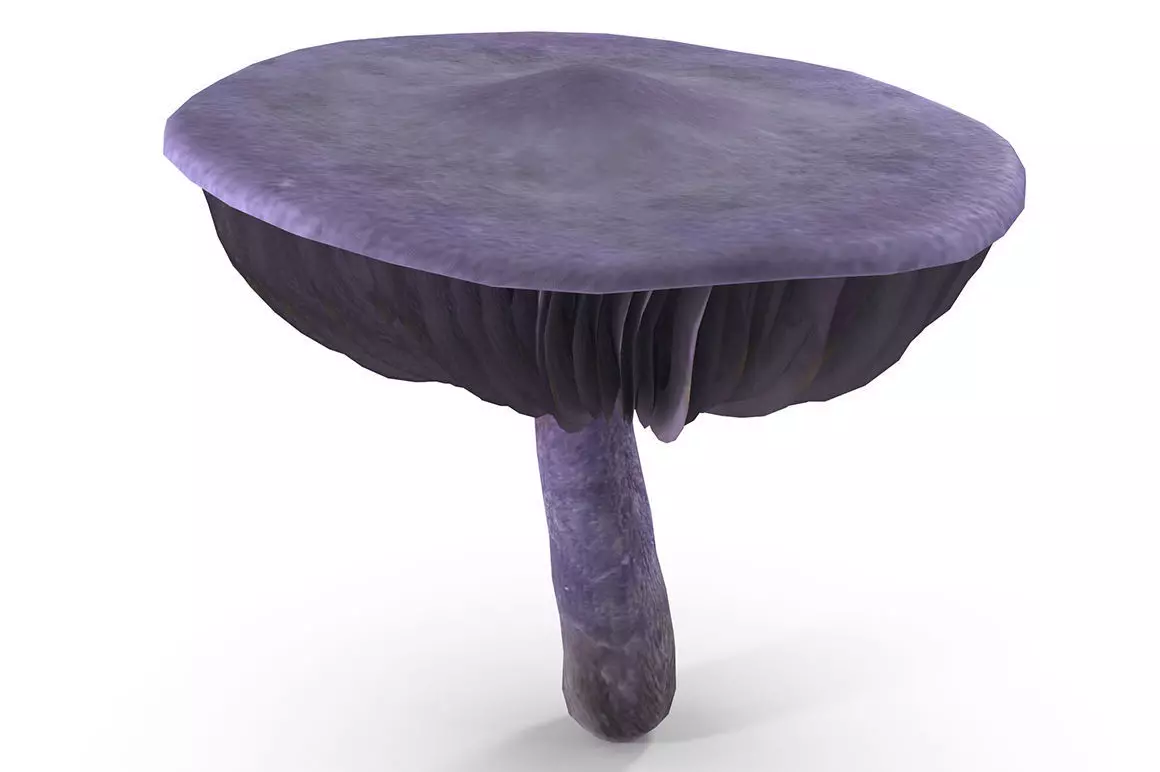 Cortinarius violaceus Old 3D model_0