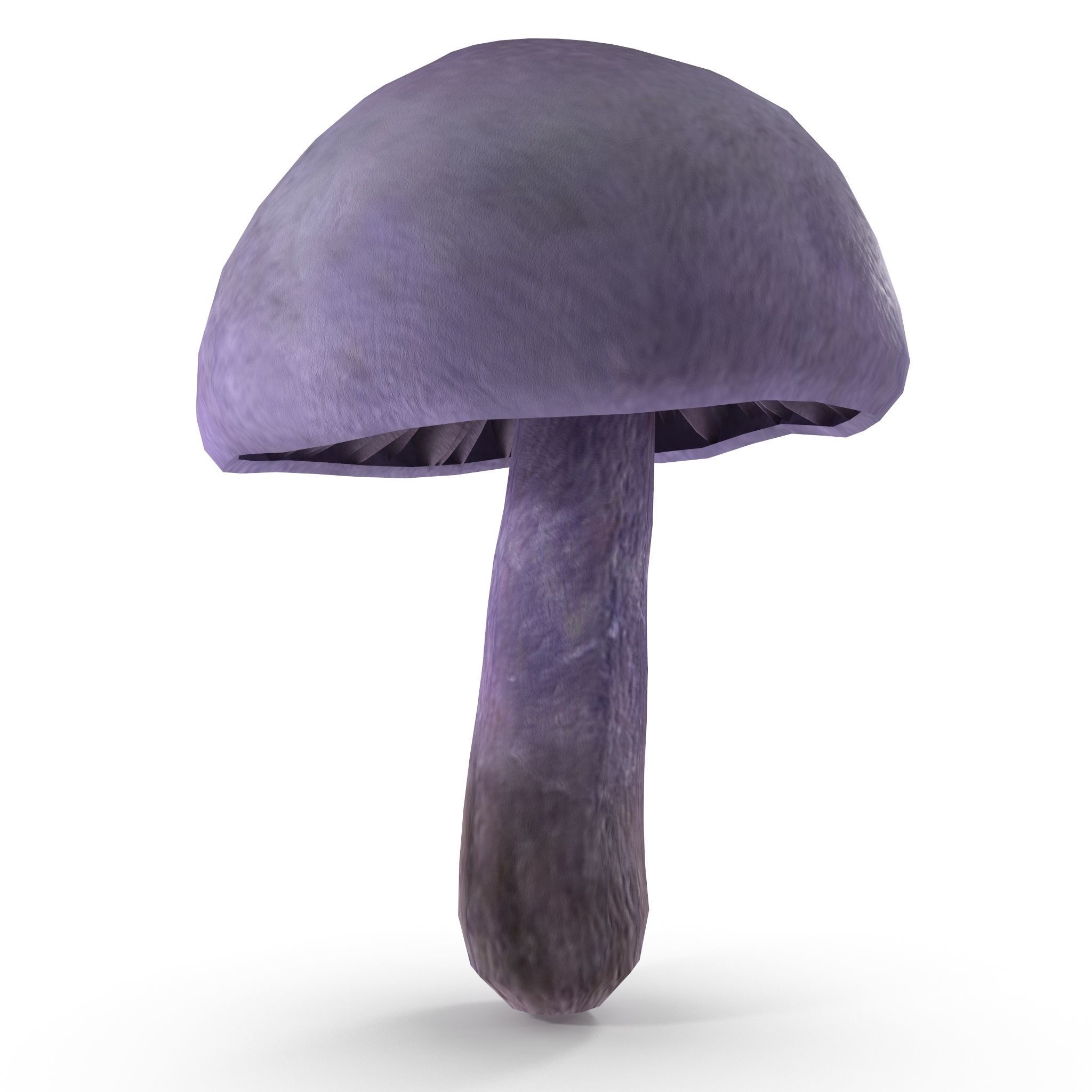 Cortinarius violaceus Young 3D model_8
