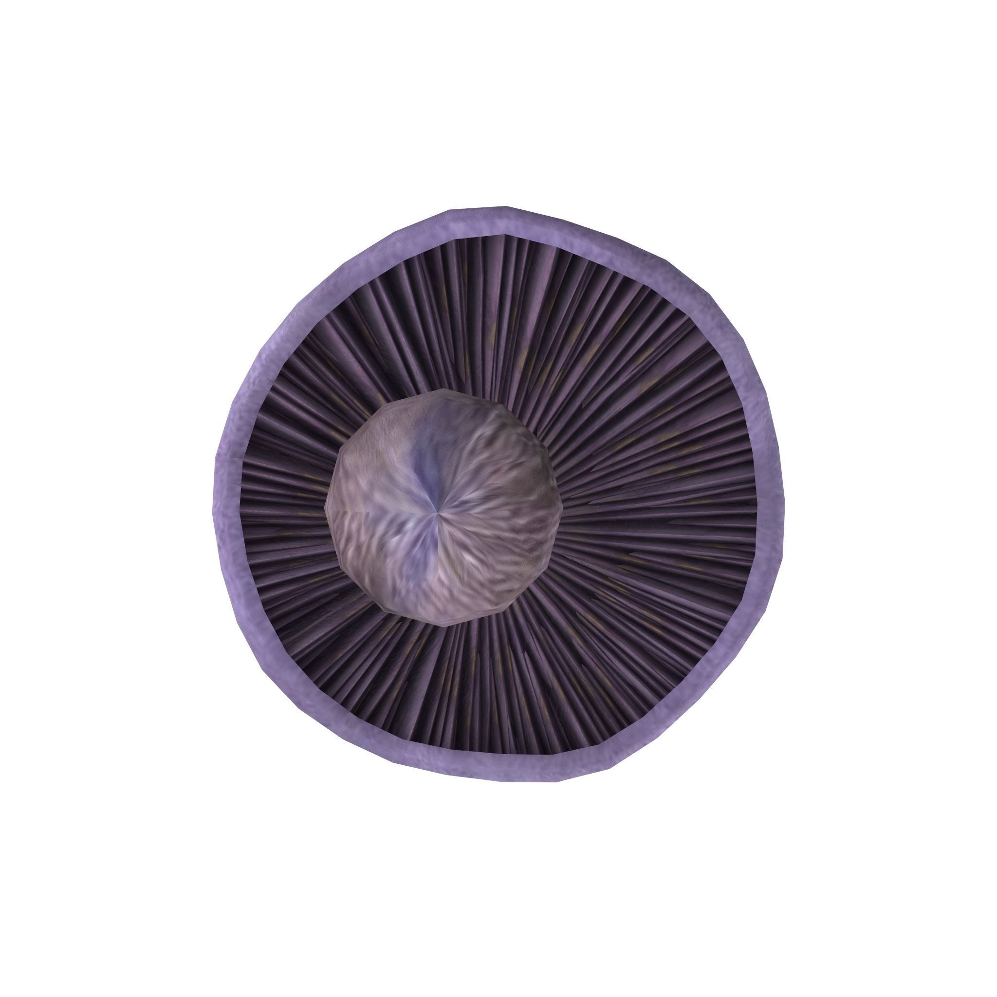 Cortinarius violaceus Young 3D model_10