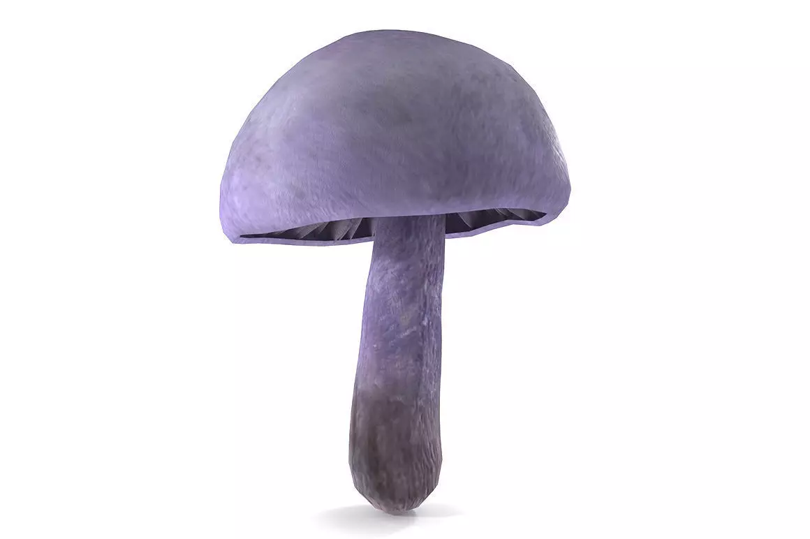 Cortinarius violaceus Young 3D model_0