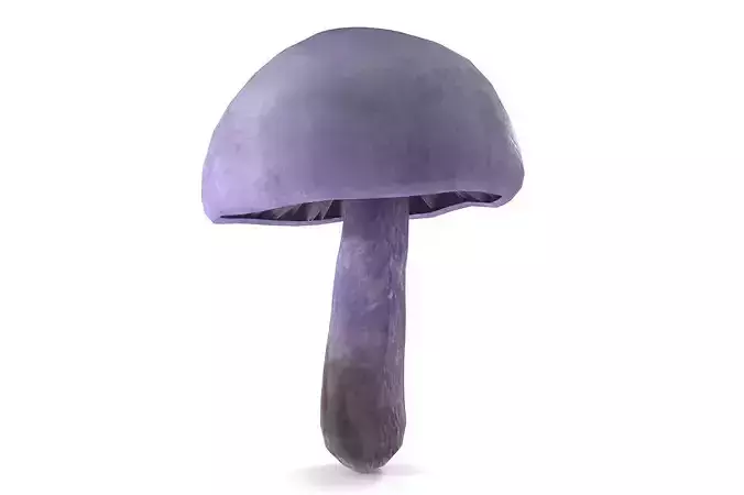 Cortinarius violaceus Young