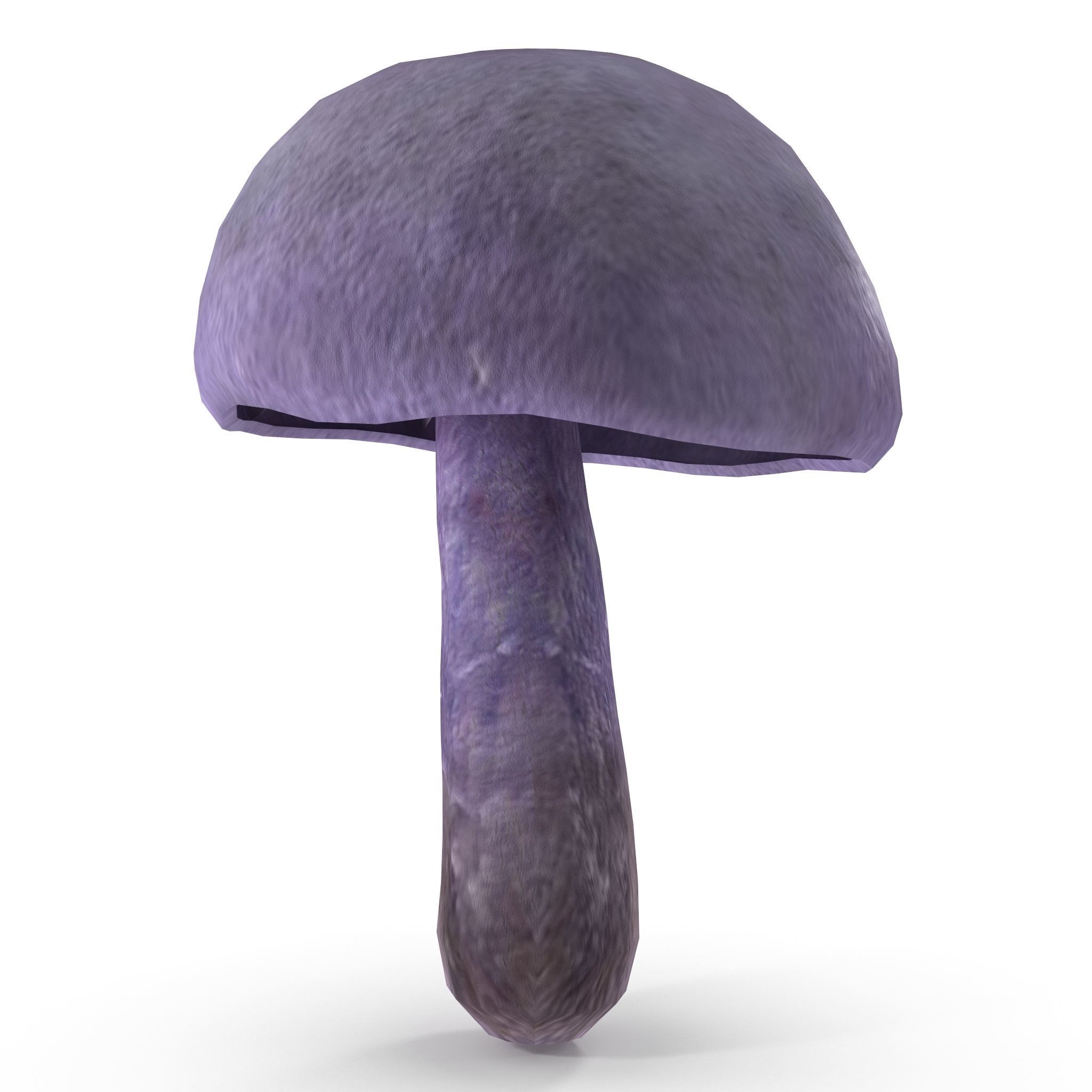 Cortinarius violaceus Young 3D model_9