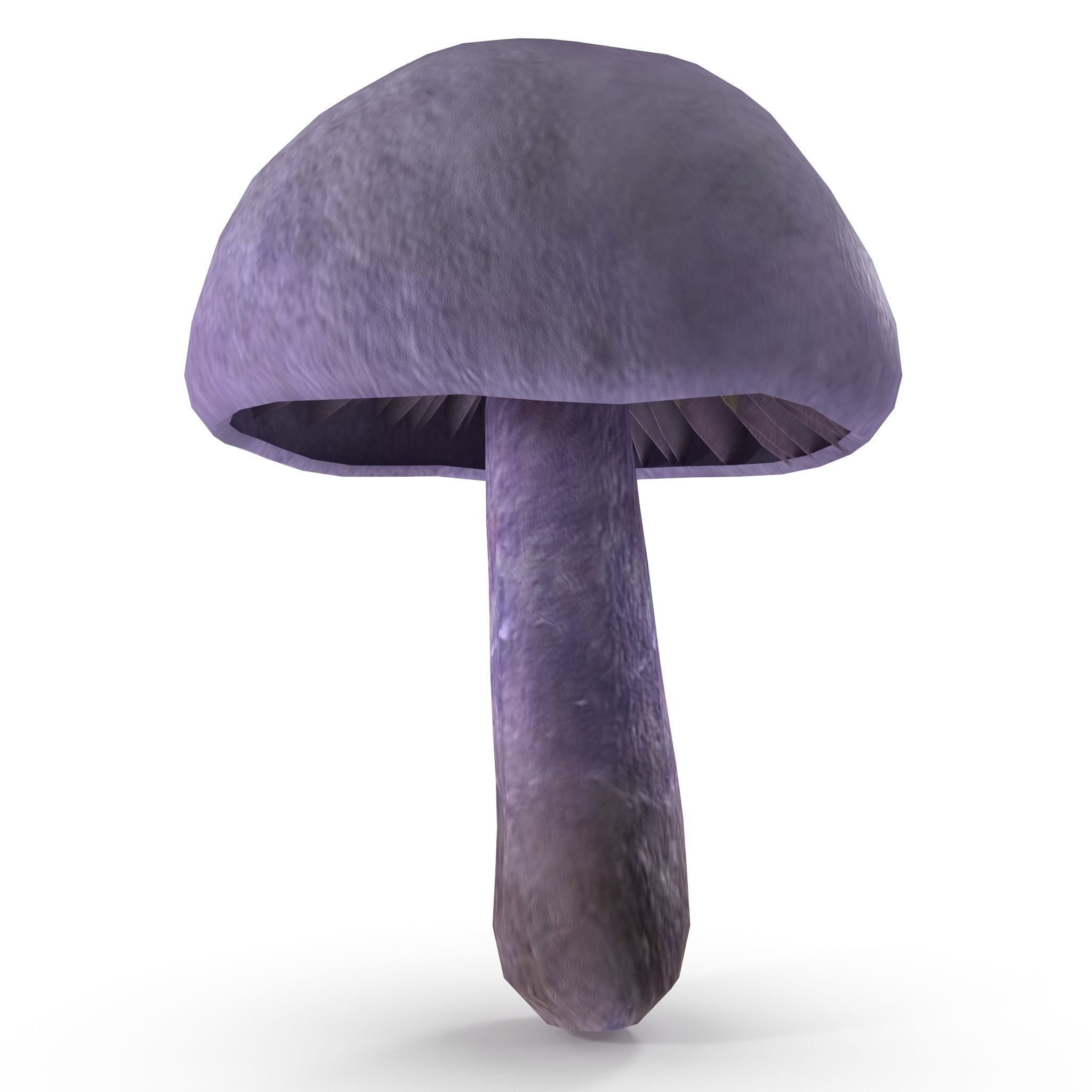 Cortinarius violaceus Young 3D model_4